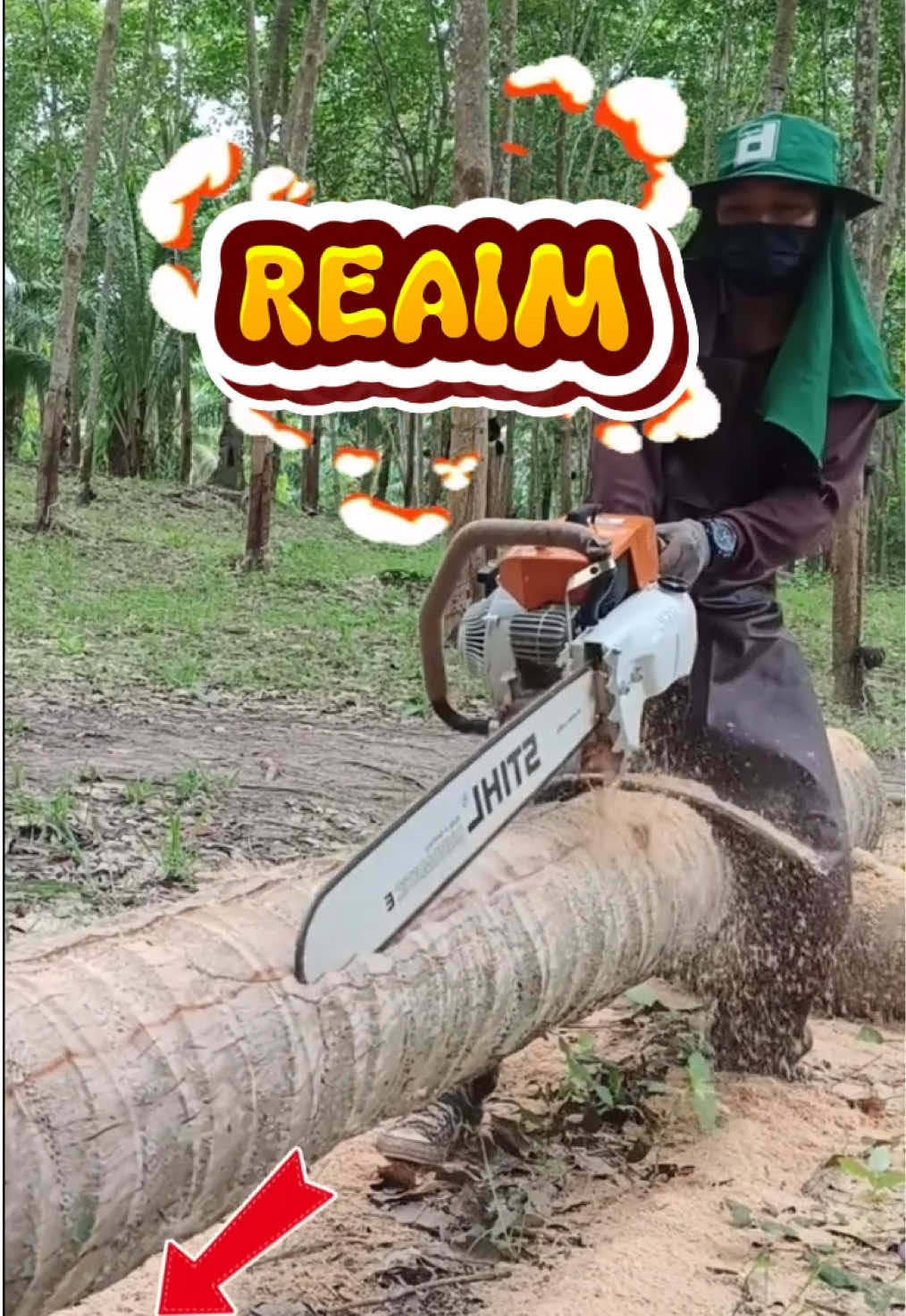 Reaim mesin potong kayu 52cc 20inchi #mesinpotongkayu #chainsaw #senso #chainsaw2tak #gasolinechainsaw 