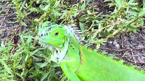 Wild Iguana #LIVEIncentiveProgram #GoLIVEGrowFast #fypシ #PaidPartnership #iguana 
