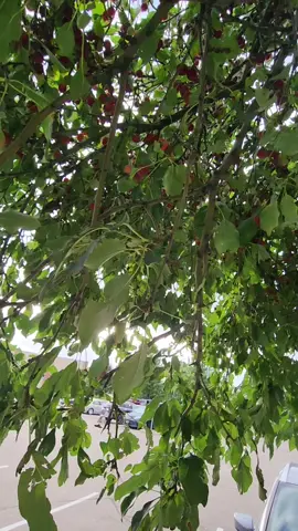 capture a crabapple tree yesterday at aldi....  so cool 😎  #CEREMONY  #straykids  #hmongfyp  #foryou 