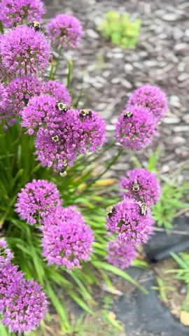 Bet the bees are humming this 🥰