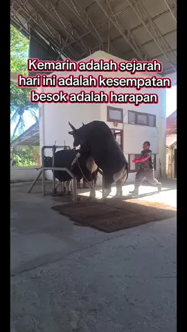 Kemarin adalah sejarah, hari ini adalah kesempatan, besok adalah harapan #tiktoklive #livehighlights #peternaksapi #bull #cow 