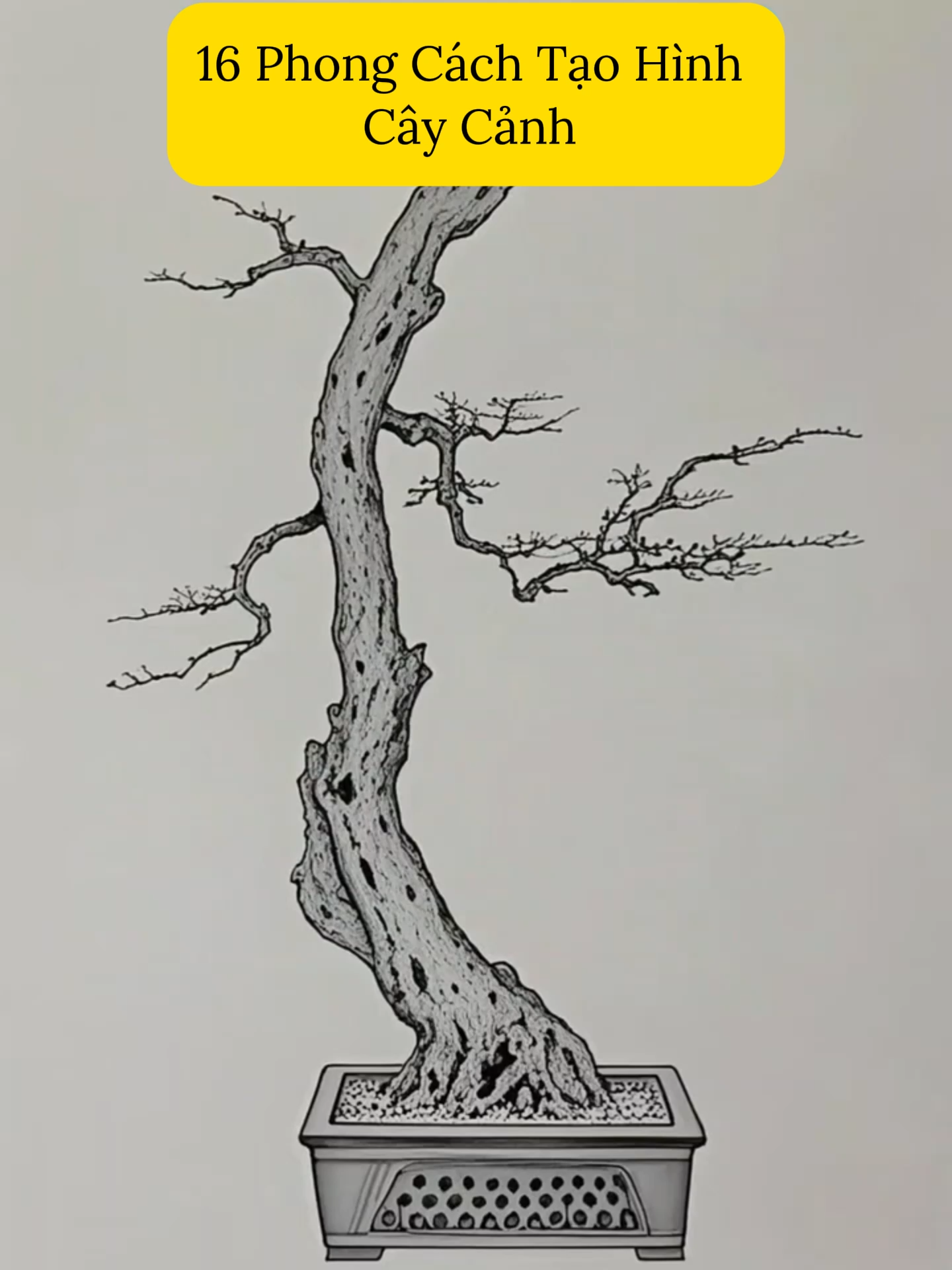 16 Phong Cách Tạo Hình Cây Cảnh #bonsai #caycanh #democaycanh