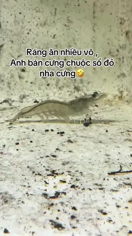 Nhanh lớn nha cưng nha Đuối lắm rồi nha cưng nha#nuôitomcongnghecao #visinhnguyenlieu #visinhnhapkhau 