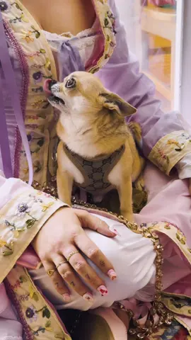 Tupac liked the ren faire but is recovering from the brisket nachos. #chihuahua #dog 