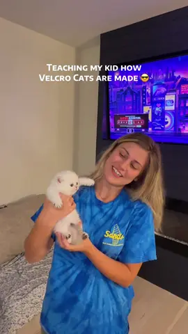 Step 1: Create Velcro kitty. Step 2: Receive Velcro cat 😎  featuring Cosmo #britishshorthair #britishcat #funnycat #kittensoftiktok #kittentok 