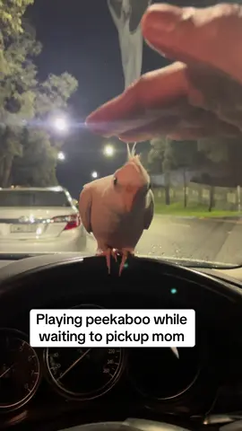 Playing peekaboo while waiting to pickup mom #cockatiellife #cockatiel #cockatielsoftiktok #parrot #peekaboo 