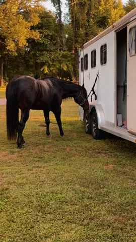 Doin our thing.. #reininghorses #ranch #aqha #nrha #dmreininghorses #aqhaproud #amazondeliverydriver #BadCreekQuarterHorses #aqhastallion 