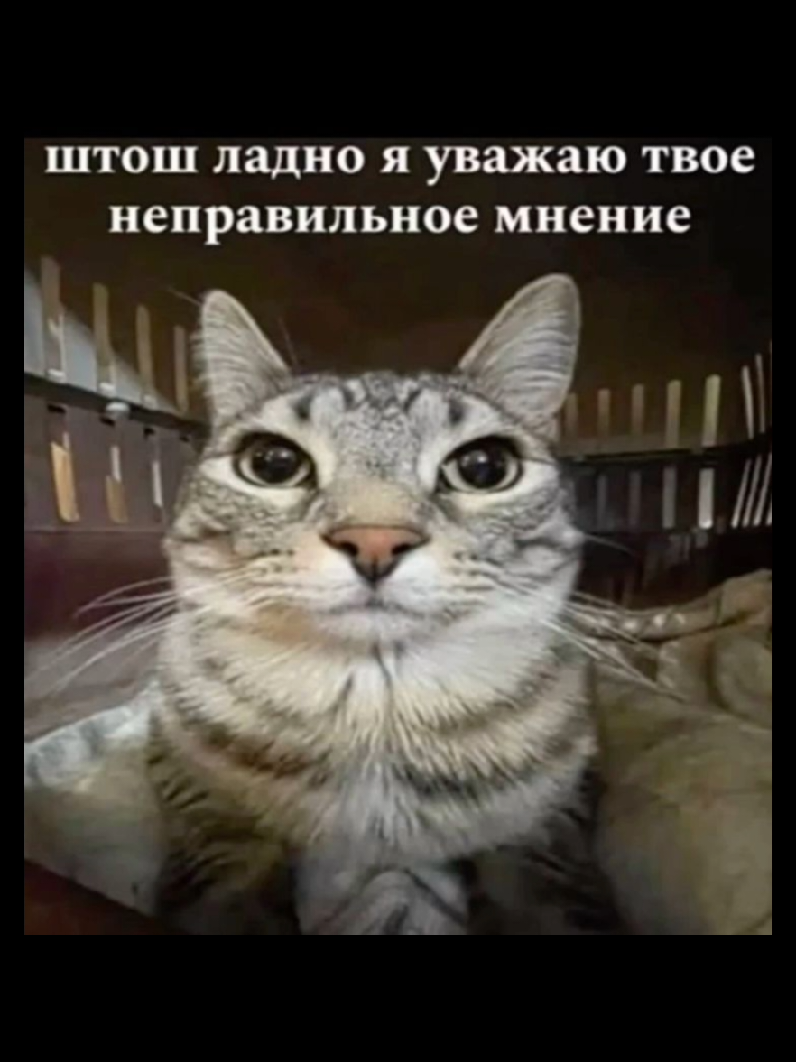 #врек #котикимемы #catmeme #котик #врекомендации 