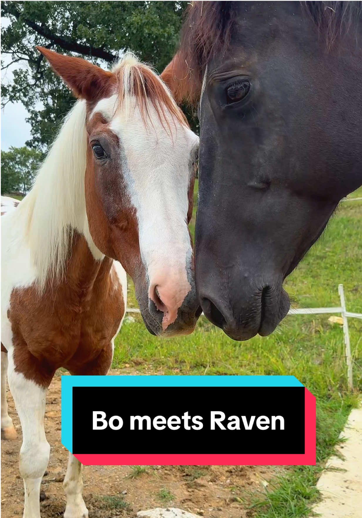 Bo meets Raven!🐴🖤 #oldgelding #seniorhorse #horsetok #bredmare #broodmare 