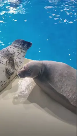 chubby seal #fpy #foryou #zoo #sealife #seal 