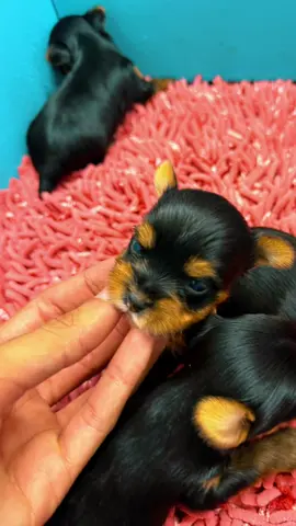 #yorkie 