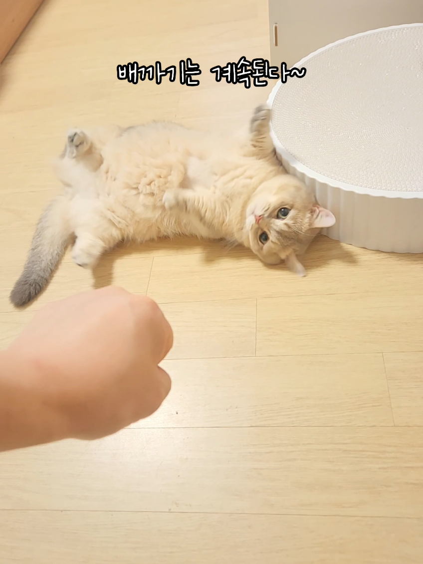 배까기로 반겨주는 개냥이 #cat #fyp 