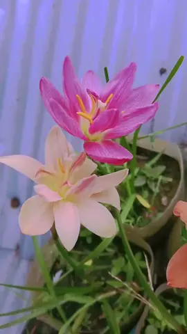 চেতনার চন্দ্রলোকে চঞ্চল চেতনাগুলো চেতনা হয়ে চন্দ্রছায়ায় চেত্নখচিত!