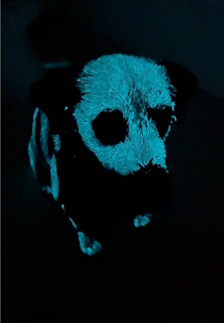 This dog has mutated 😈 #funnyvideos #dogs #foryou #dogsoftiktok #doglover #fyp #tiktok #color 