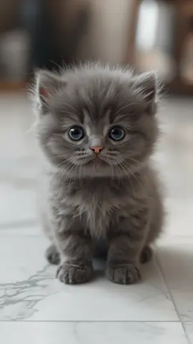 #cute #kitten #cutekitten #cutecat #cat 