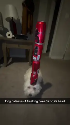 bro no way #dog #tiktok #viral #fyp #trending