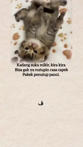 #laguarab #kucing #arabicsong 