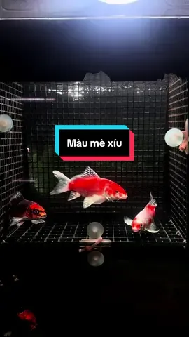 Làm tý màu mè không anh em #chepsutu #chepphitan #huyềnchépsưtửvip #xuhuongtiktok #phitando 
