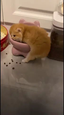 hungry baby😃#catsoftiktok 
