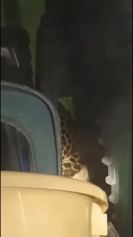 Duh, Ada Macan Tutul Sembunyi di Aula Desa Kutamandrakan Kecamatan Maleber, GEGER! Selasa (26/8/2025)