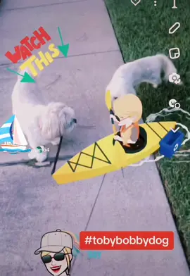 #tobybobbydog #dogs #fyp #fy#fyppppppppppppppppppppppp 