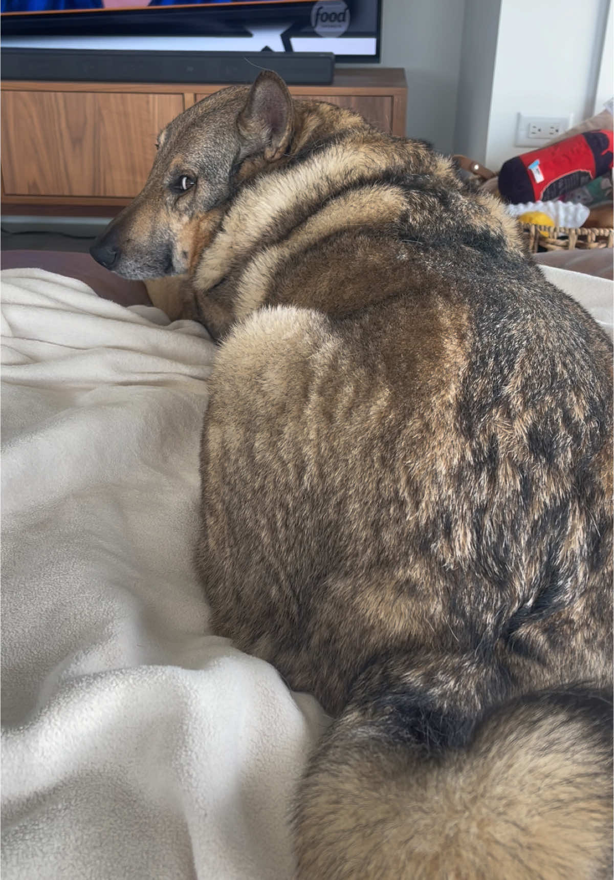 I wonder how many times we kiss him a day #dogsoftiktok #wfhlife #dogparents #dogdad #dogmom #workingathome #dogtok #PetsOfTikTok #petparent #fyp 