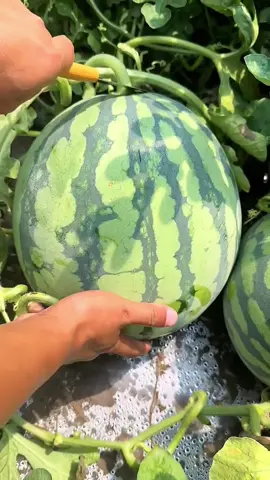 Harvest and enjoy them yourself.