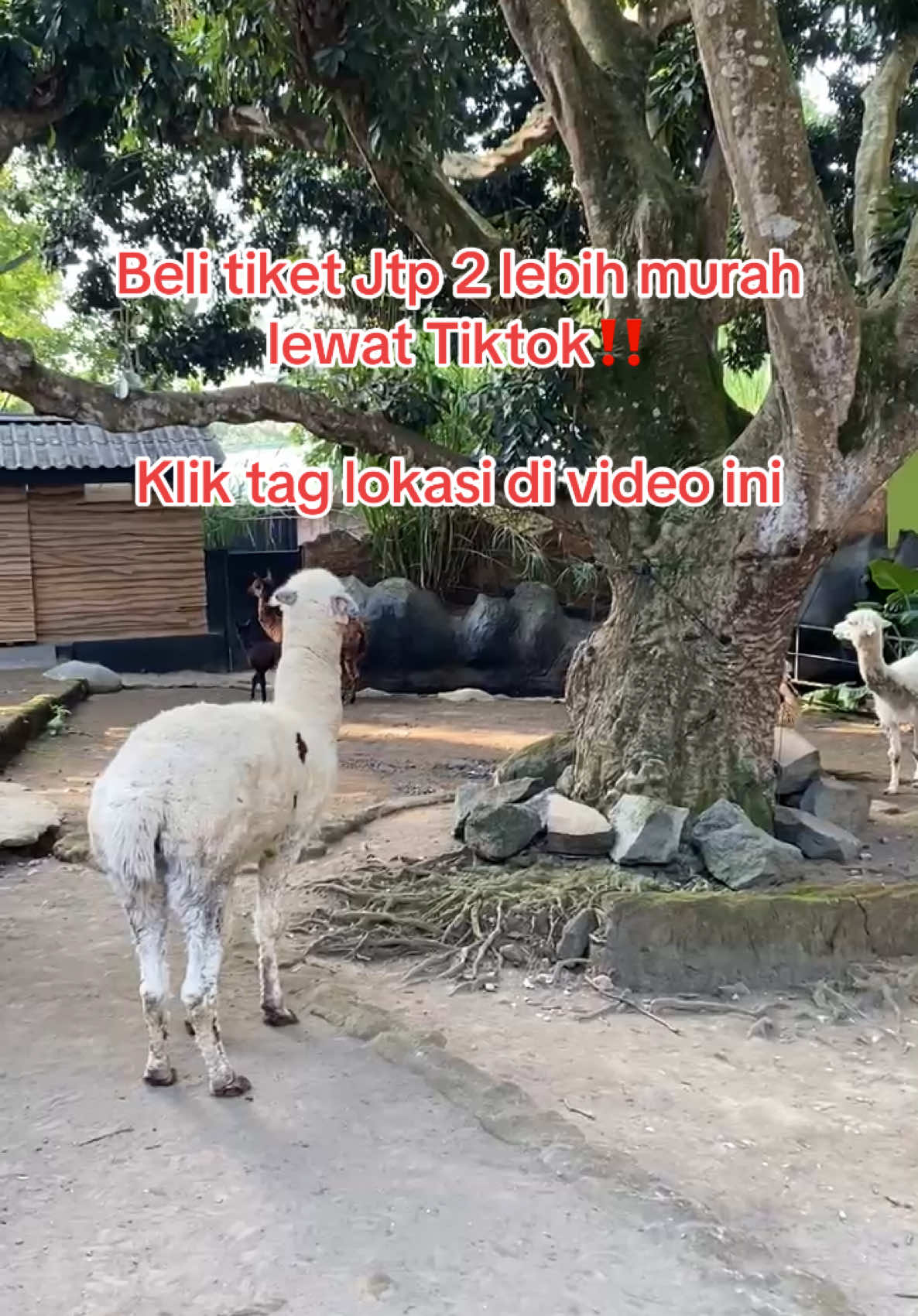 Klik tag lokasi tiktok video ini #jatimpark2 #placetogomalang #kotabatu #wisatabatu #jatimpark 