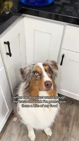 Are you sorry though?? #australianshepherd #aussiesoftiktok #funnydog