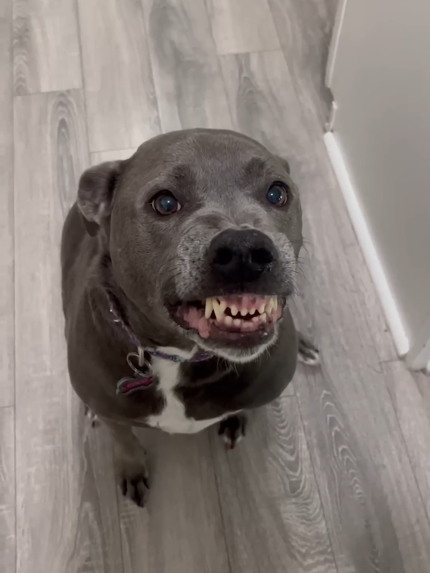 This dog's facial expressions are incredible 😂 #animals #puppy #dog #dogsoftiktok #funnyanimals #storytelling #funnydogs