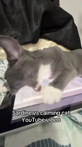 Very calm #catsoftiktok #pettok #fypシ #cats 