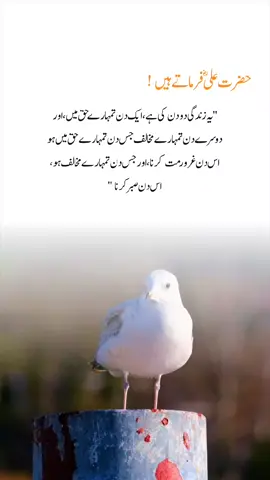 یہ زندگی دو دن کی ہے اور🥀 #deeplines #urdu #hazratali #hazrataliquotes #hazrataliquotes 