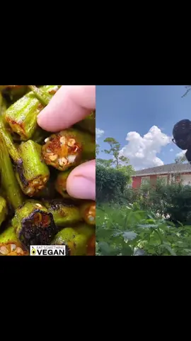Grow your food!!! This okra is popping! I went right outside cut some and cooked it up using this quick delicious recipe! Okra is packed with vitamins and antioxidants that can help keep you from getting sick! #fyp #tiktokdoc #growyourownfood #prevention #wellnesstips 