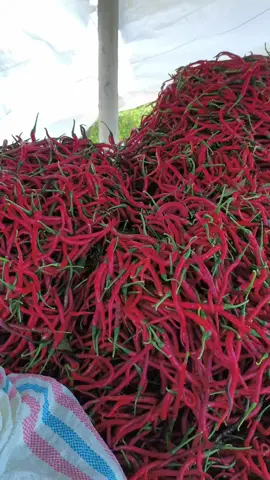 info notaaa abangkuuuuuu #petaniindonesia🇮🇩🇮🇩🇮🇩🌿🌿 #petanicabai🌶️🌶️🌶️ #petanimuda #petanigenz #fypage 