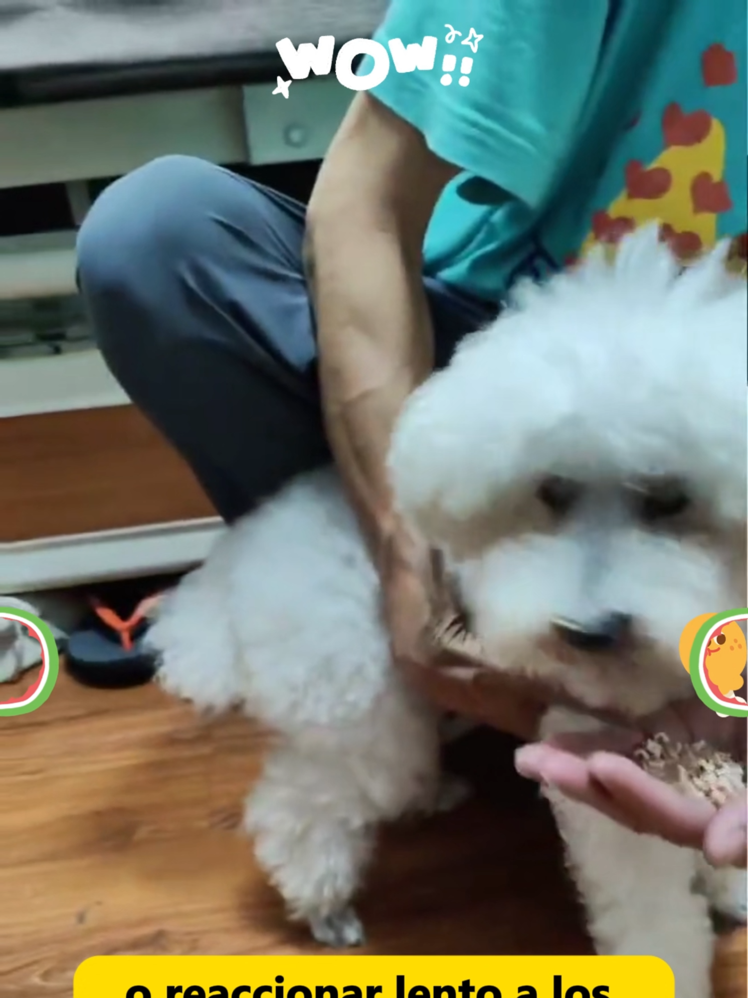 #dogsoftiktok #dealsforyoudays #tiktokshopbacktoschool #doglover #PetsOfTikTok