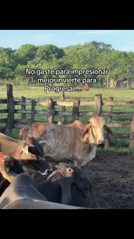 #ganaderia🐂🐎 #fyp #agropecuario #fincas #ganados 