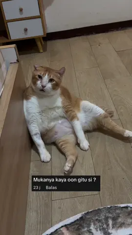 😺 : kenapa mukakku??? #kucing #cat 