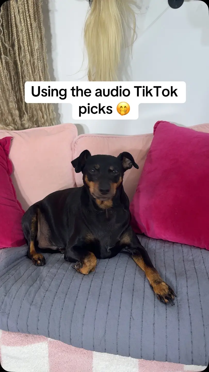My baby boy says hi yall 🤗🥹💞 #pets #dogsoftiktok #minpin 