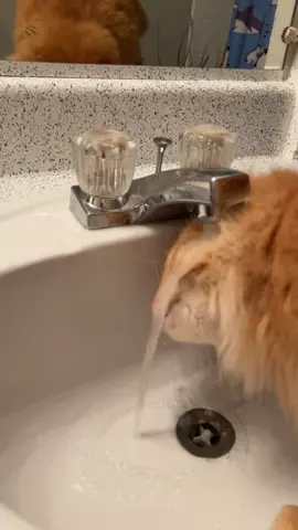 He’s trying his hardest tbh  #cat #cats #catsoftiktok #cute #funny 