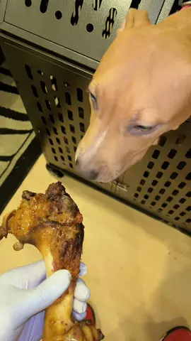 THATS MY LIL HENNEY 🐕🐕❤️❤️❤️❤️😈😈😈😈😈 #puppy #pitbull #fyp #dogtok #food 