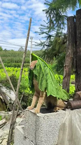 special#fyp #kitten #cat 