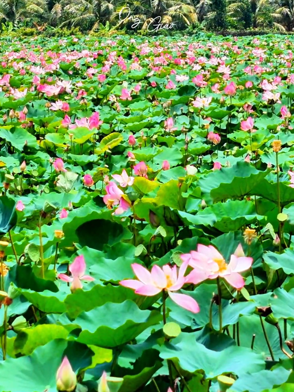 Cảnh đẹp An Giang #onggiao #nhac #canhdep #xuhuong #thinhhanh 