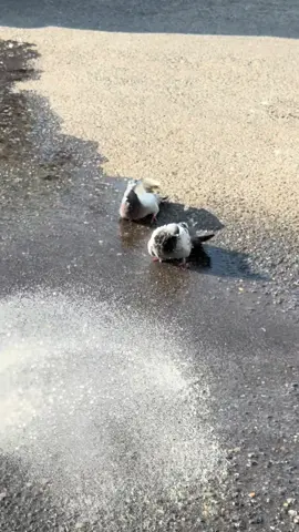 Pigeons at my work having fun with the hose  #pigeons #pigeonoftiktok #fyp #plantshop #ariumbotanicals 