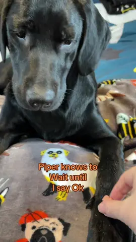 Piper is such a good girl!  #dogsoftiktok #DogTraining #cutepets #puppy #labrador