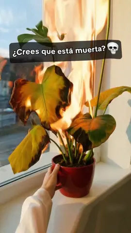 🔍Autodiagnóstico de enfermedades de las plantas. 🌿Identifica al instante más de 17.000 especies de plantas. 💧Consejos detallados sobre el cuidado de las plantas.