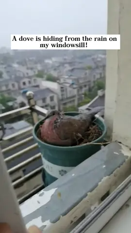 A Dove shelteread from the rain on my windowsill…Then everything changed#rescue #animals #fyp #dove 