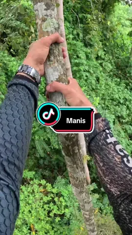 Pelan tapi manis