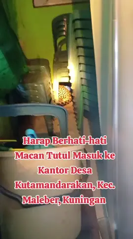 Binatang Buas Sudah Turun Gunung.  #kuninganjawabarat #Jabar #indonesia🇮🇩 #KDM 