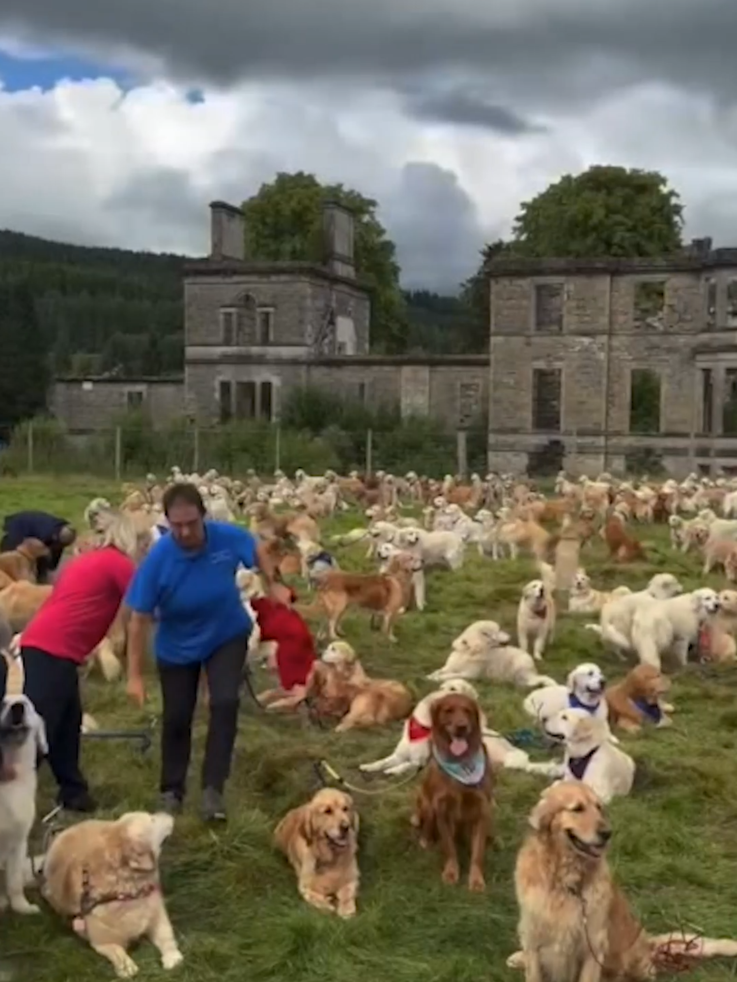 We'd like to buy a one-way plane ticket to the Golden Retriever puppy party please. #nationaldogday #nationaldogday2025 #usatodaypets #mansbestfriend #dogs #dogsoftiktok