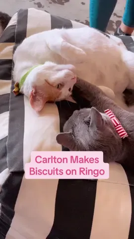 Had to cancel Ringus’ regular masseuse ‘cause Carlton’s got it covered 🥹 #nekocatcafe #catcafe #bellingham #catsoftiktok #biscuits 